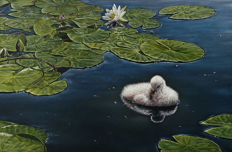 Image of art work “Cygnet and Water Lilies”